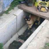 cat in tunnel