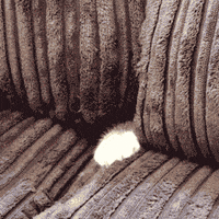 cat is it safe GIF