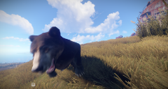Can bears smell fear?