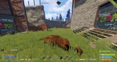 C4 sticks to horses :D