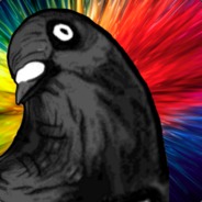 Pigeon