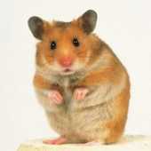 HoRnYHaMsTeR