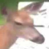 deer milk