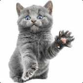The Cat
