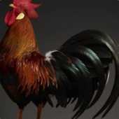 chickenman993