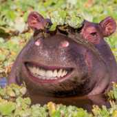 smolboihippo