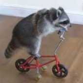 Trash Panda