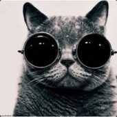 Empiricalcat