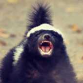 Drunk_Russian_Badger