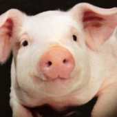 Porkies
