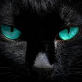 Nightclaw42