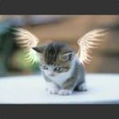 LeChat