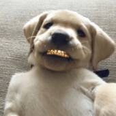 Brak