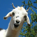 Goat