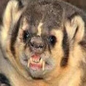 Angry Badger