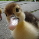 ducky1