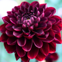 Dahlia