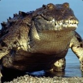 The Crocigator