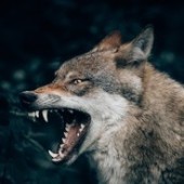 Kleiner_Wolf