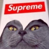 Supreme Cat