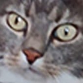 MeatyBoii