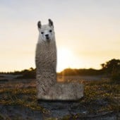 Llamasassboat