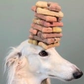 Barkour